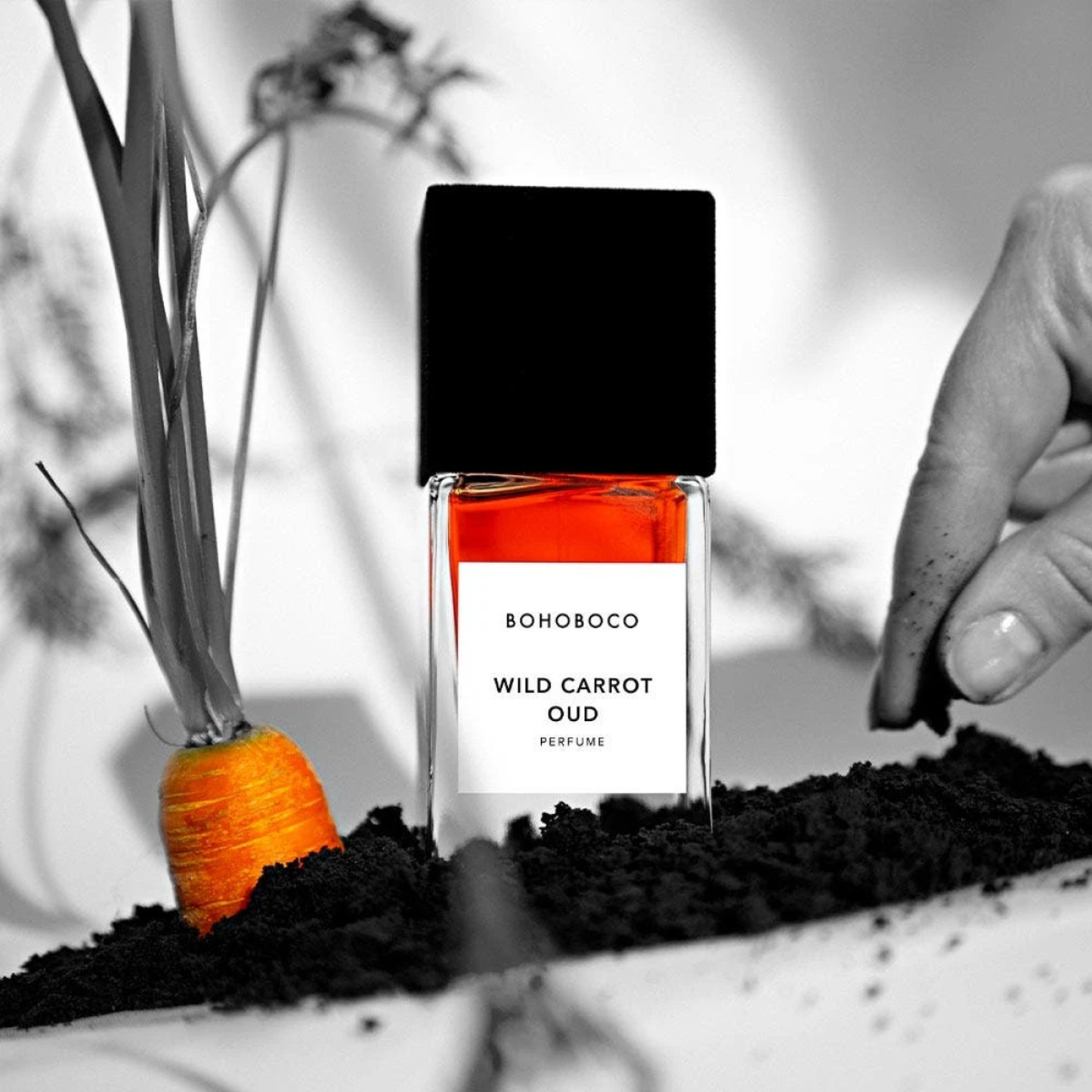 Wild Carrot Oud